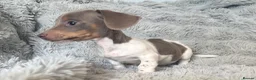 Miniature Dachshund dogs for sale: Beautiful miniature dachshund little girl - Advert 14