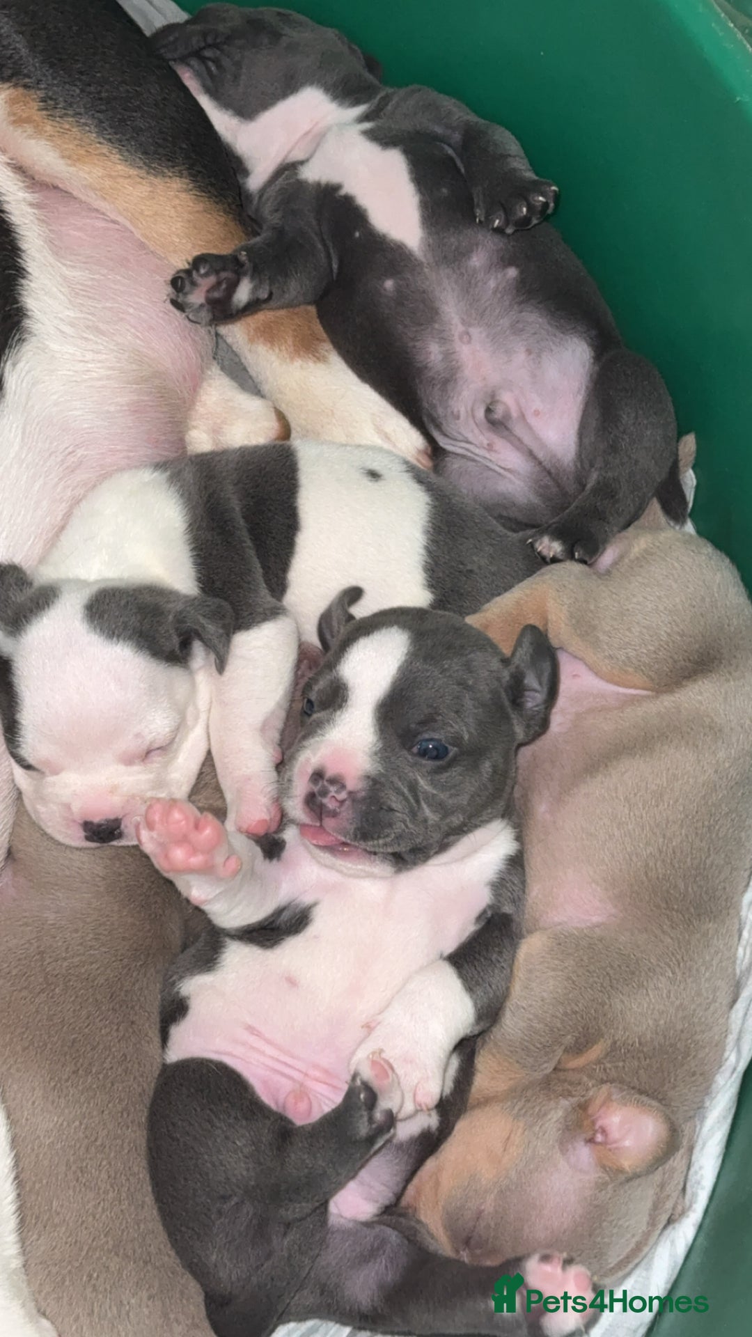 Mixed Breed dogs for sale: Olde pocket bully/ mixed bully  - Image 6
