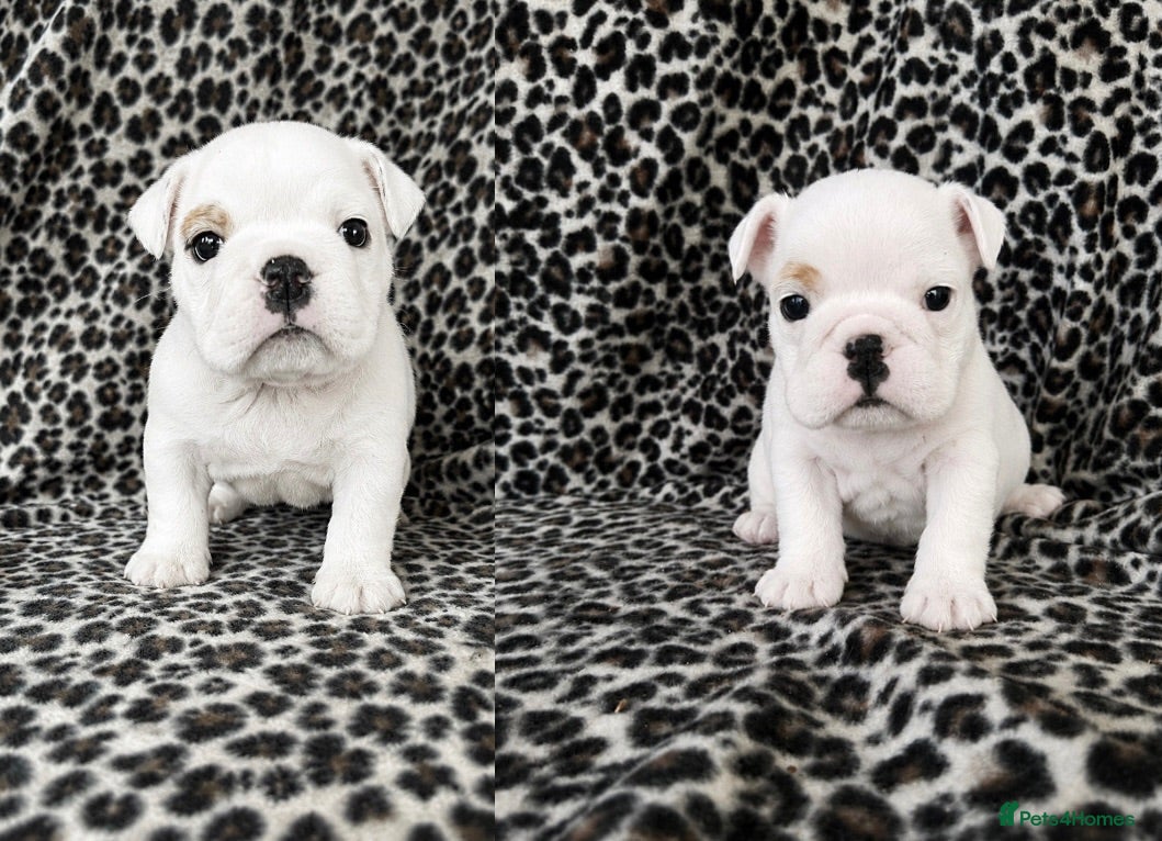 English Bulldog dogs UPDATED EXCITING LITTER  - Advert 21