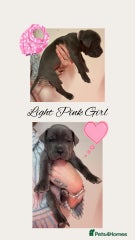 Cane Corso Puppy 10