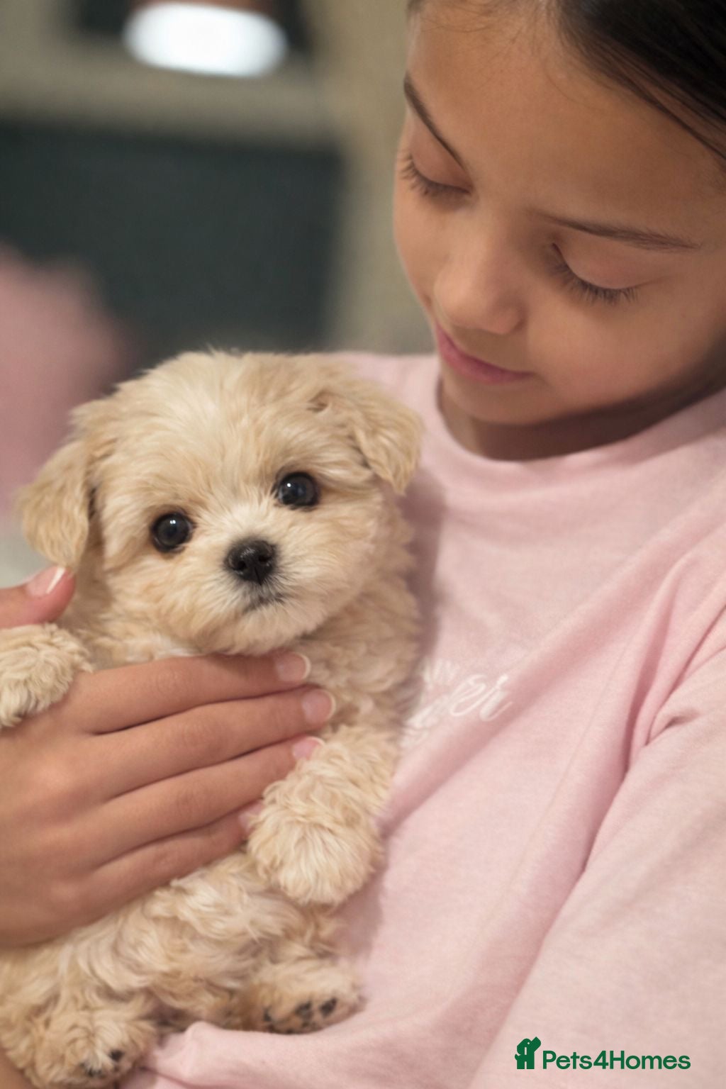 Maltipoo dogs 🤍f1b Maltipoos exceptional quality ready now 🤍 - Advert 16