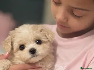 Maltipoo dogs 🤍f1b Maltipoos exceptional quality ready now 🤍 - Advert 16