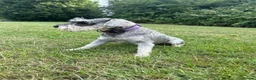 Miniature Schnauzer dogs for sale: KC Registered Miniature Schnauzers 🐶  - Advert 8