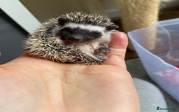 Pygmy Hedgehog rodents for sale: Pygmy Hedgehogs - Babies & Older hogs Available - Image 4