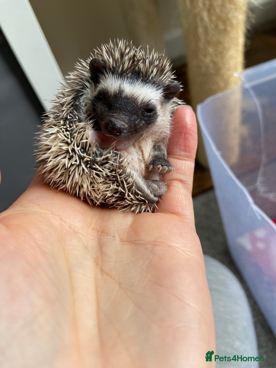 Pygmy Hedgehog rodents for sale: Pygmy Hedgehogs - Babies & Older hogs Available - Image 4