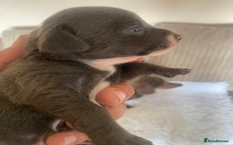 Mixed Breed dogs for sale: Tiny chiweenie puppy’s  - Image 18