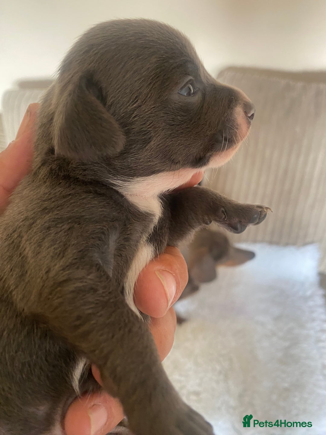 Mixed Breed dogs for sale: Tiny chiweenie puppy’s  - Image 18
