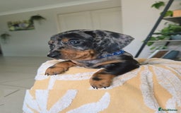 Miniature Dachshund dogs for sale: Friendly silver dapples mini dachschunds pups - Image 3