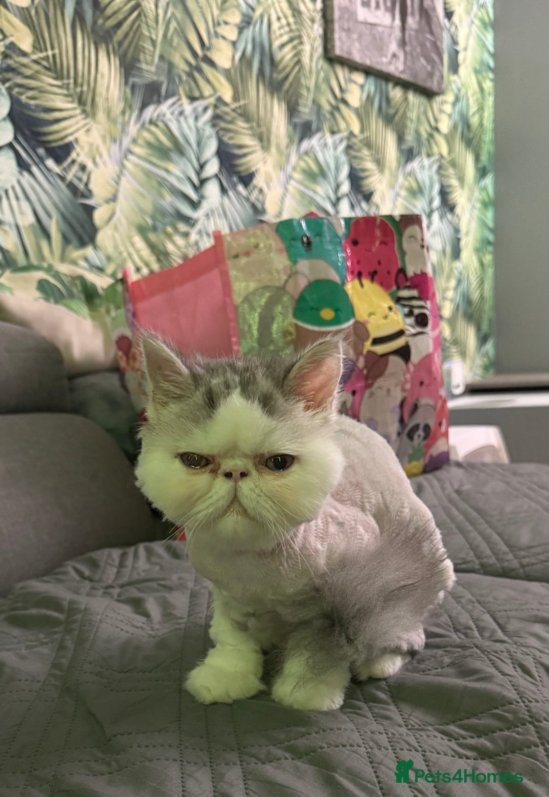 Persian cats for sale: Cuddly and friendly Persian boy kitten  - Advert 10