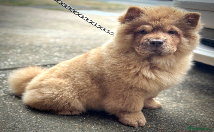 Chow Chow dogs - Advert 3