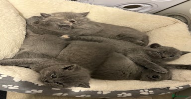 British Shorthair cats Stunning BSH furry babies one female available  - Advert 1