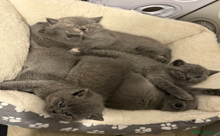 British Shorthair cats - Advert 3