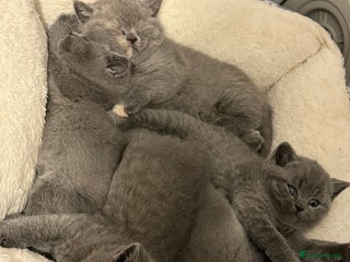 British Shorthair cats - Advert 34