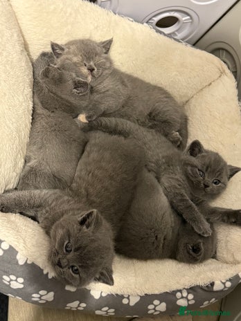 British Shorthair cats - Advert 4