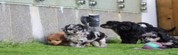 Cockapoo dogs for sale: Beautiful Cockapoo puppies for sale  - Advert 28