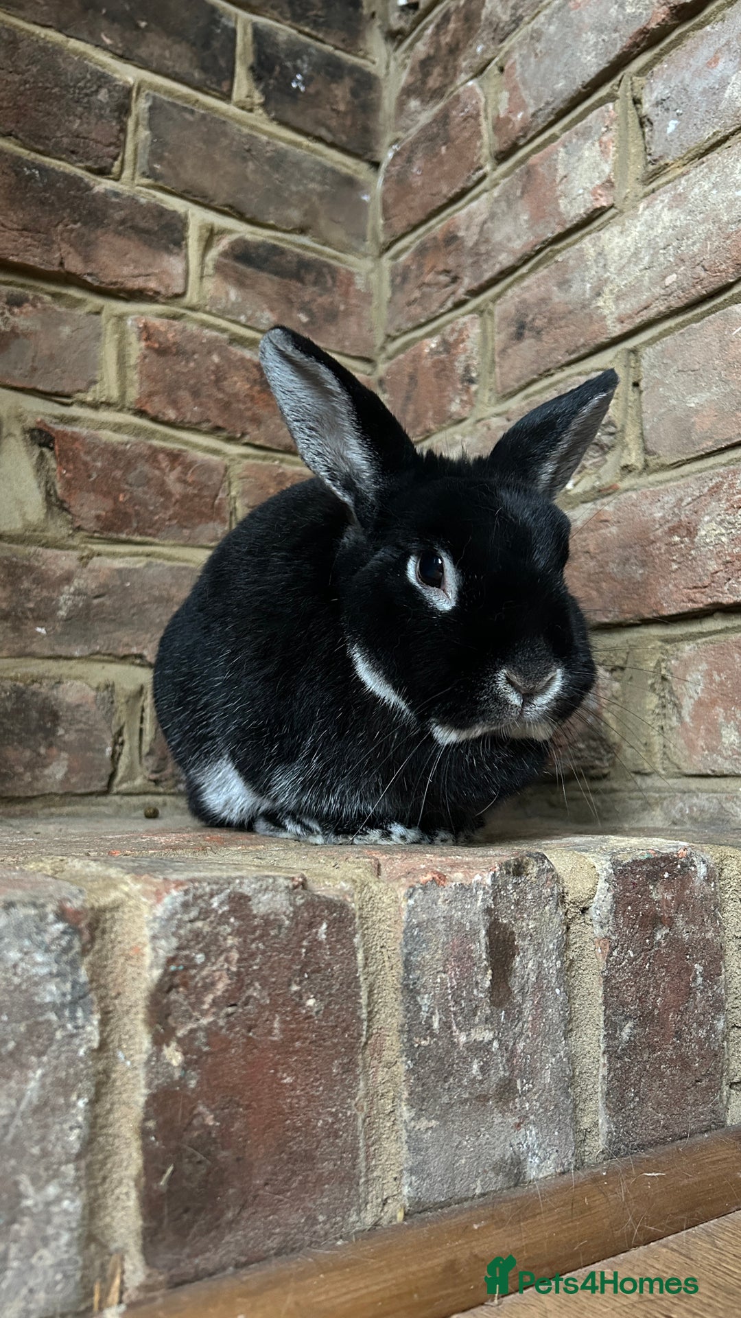 Silver rabbits for sale: Elderly Silver Marten House Rabbit - Image 5