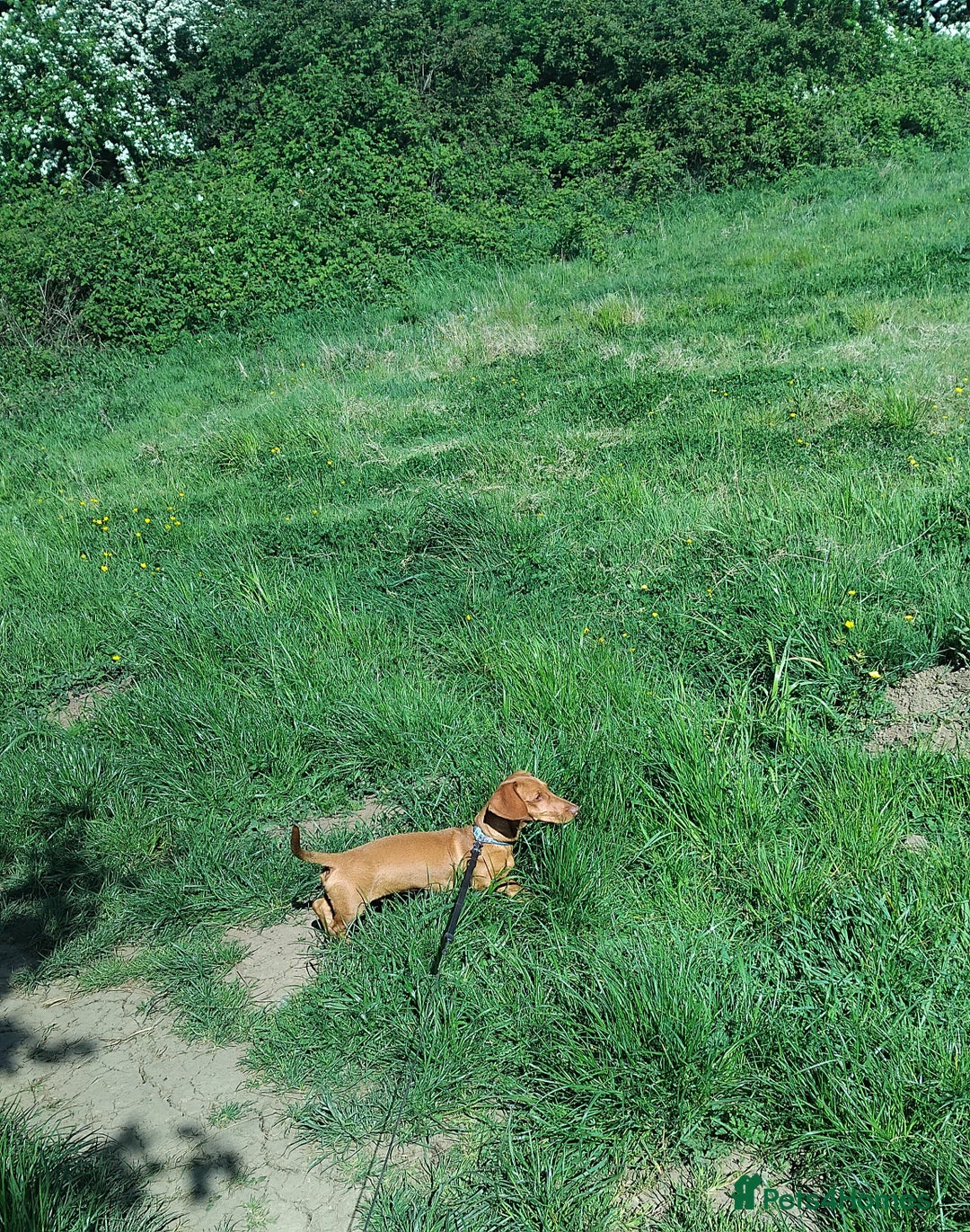 Miniature Dachshund dogs for sale: Miniture dachshund  - Image 2