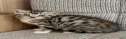 British Shorthair cats for sale: British Shorthair kittens. - Advert 21