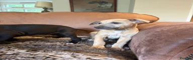 Fawn Brindle Boy - Whippet Puppy 4