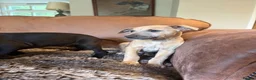 Whippet dogs for sale: Beautiful KC Whippet Puppies - Advert 35