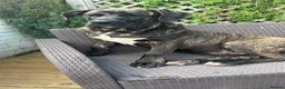 Presa Canario dogs for sale: Presa canario  in Barnsley - Advert 5
