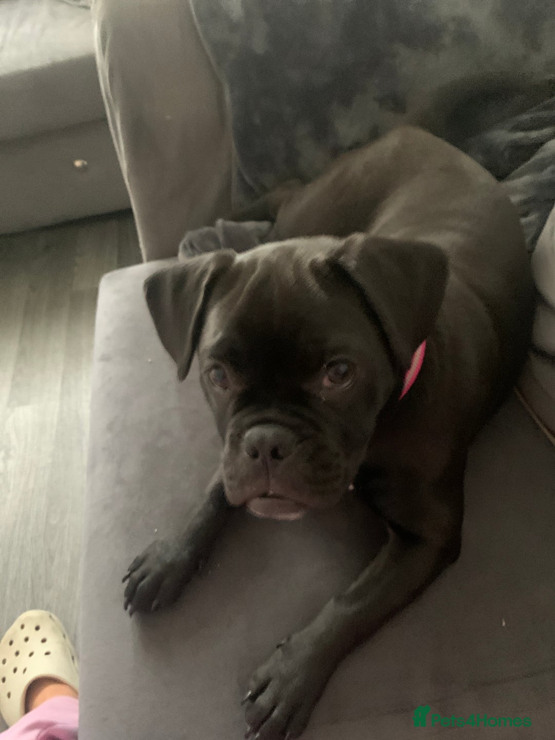 Mixed Breed dogs for sale: mix pocket bully/pug - Image 2