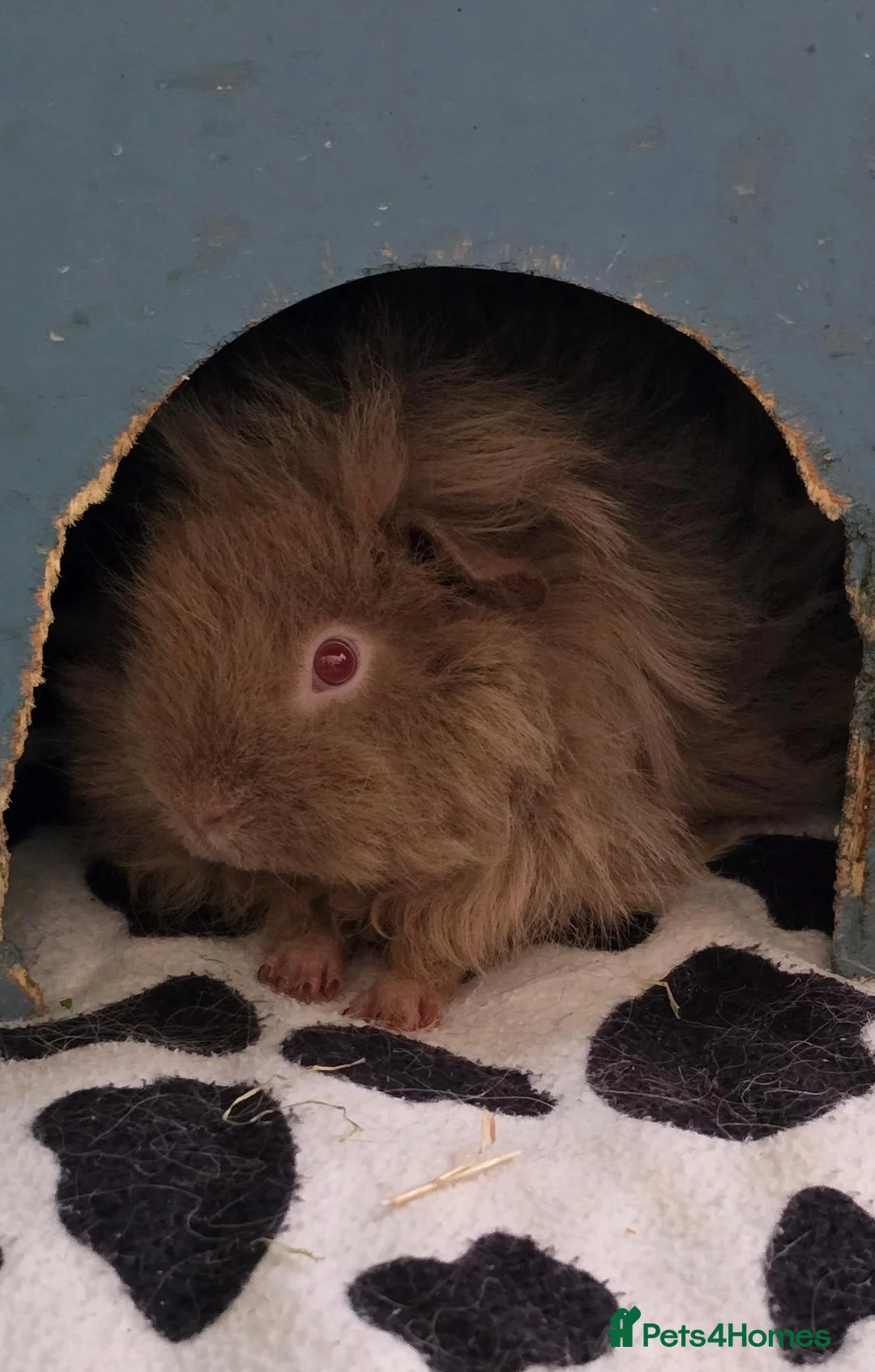 Guinea Pig rodents for sale: 2 Lunkarya Sows  - Advert 5