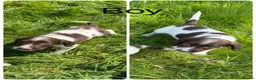 English Springer Spaniel dogs for sale: KC Registered English Springer Spaniel Pups - Advert 19
