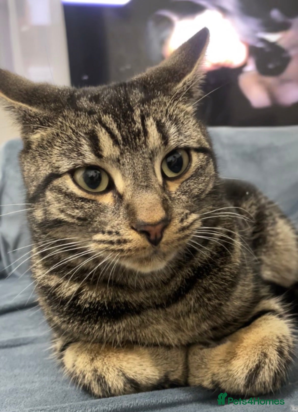 Mixed Breed cats Tabby/ginger  - Advert 1