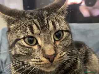 Mixed Breed cats Tabby/ginger - Advert 1