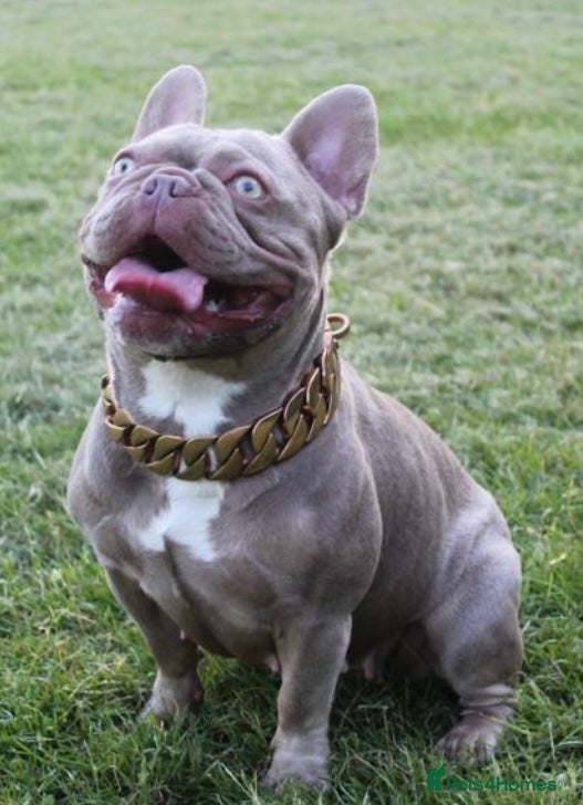 French Bulldog dogs 4 rojo male frenchie puppys - Advert 1