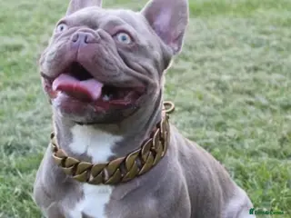 French Bulldog dogs 4 rojo male frenchie puppys - Advert 2