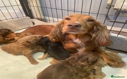 Cockapoo dogs for sale: Beautiful cockapoos - Image 3