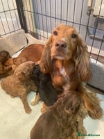 Cockapoo dogs - Advert 8