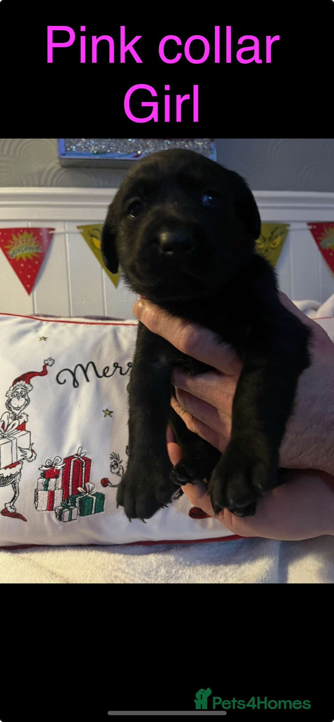 Labrador Retriever dogs for sale: 3 beautiful black Labrador retrievers - Advert 5