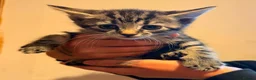 Mixed Breed cats for sale: Maine coon cross kittens for sale - Advert 1