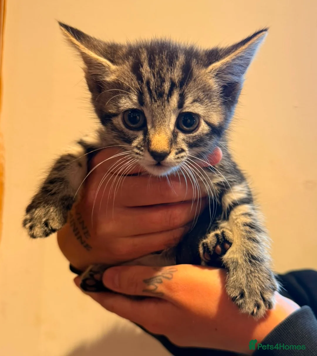 Mixed Breed cats for sale: Maine coon cross kittens for sale - Advert 1