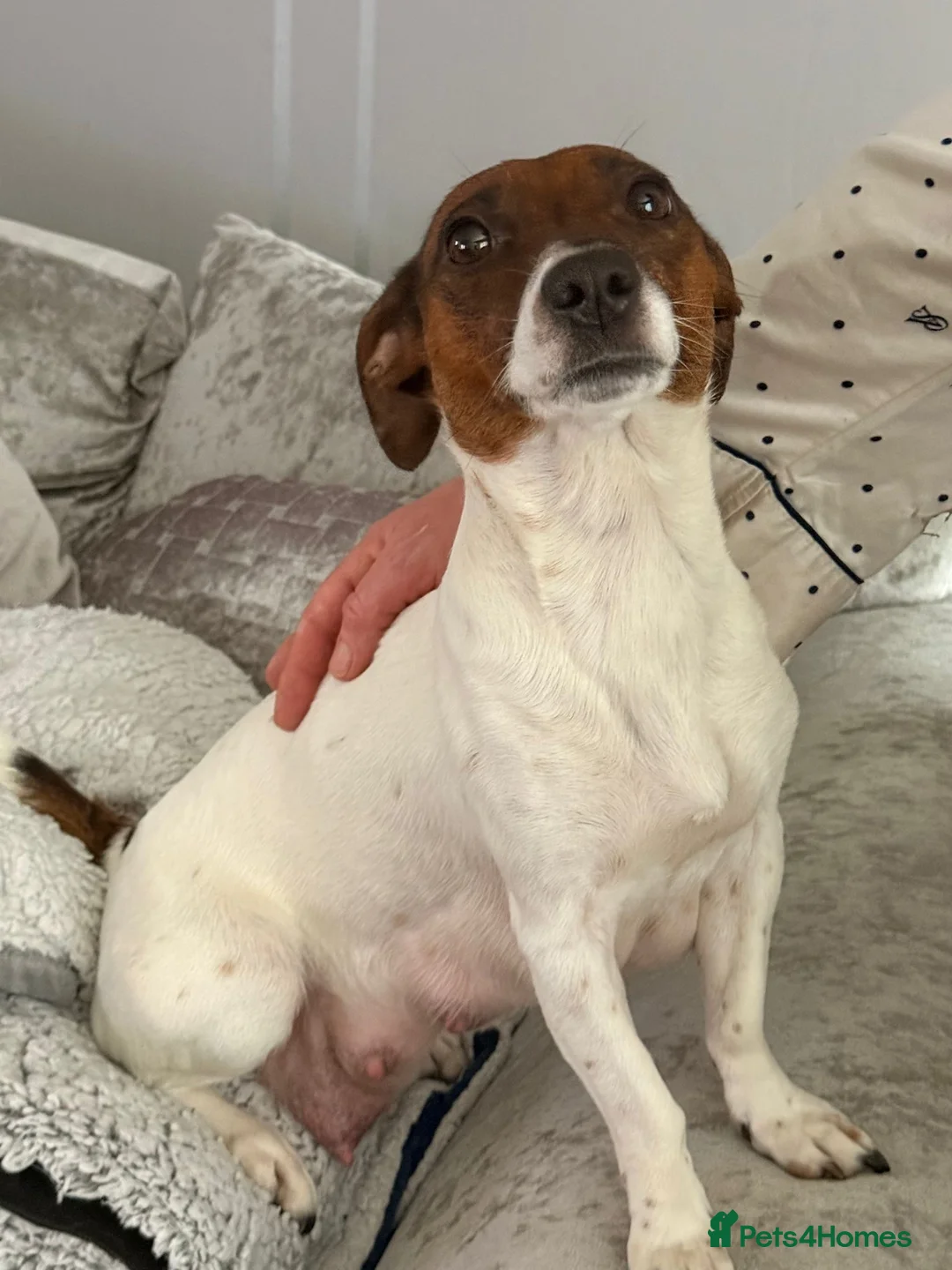 Jack Russell dogs for sale: Miniature jack russel puppies - Advert 6