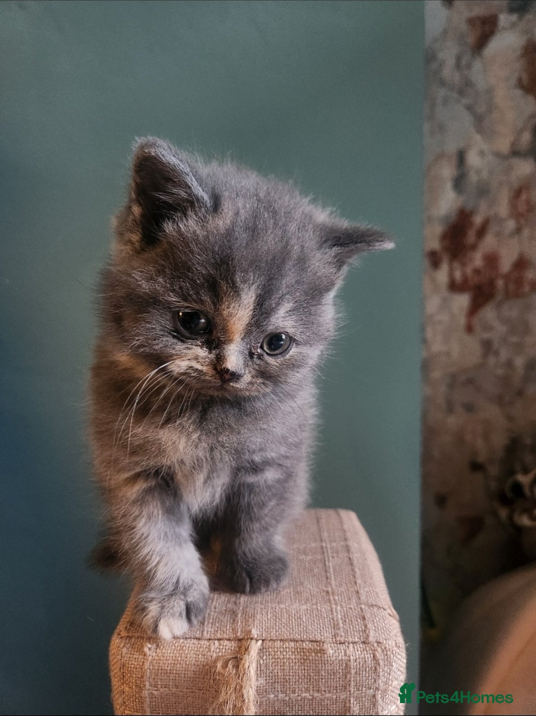 Scottish Fold cats for sale: Scottish Fold Kittens - Advert 4