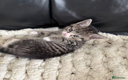 Domestic Shorthair cats for sale: 6 female kitten for sale - Image 9