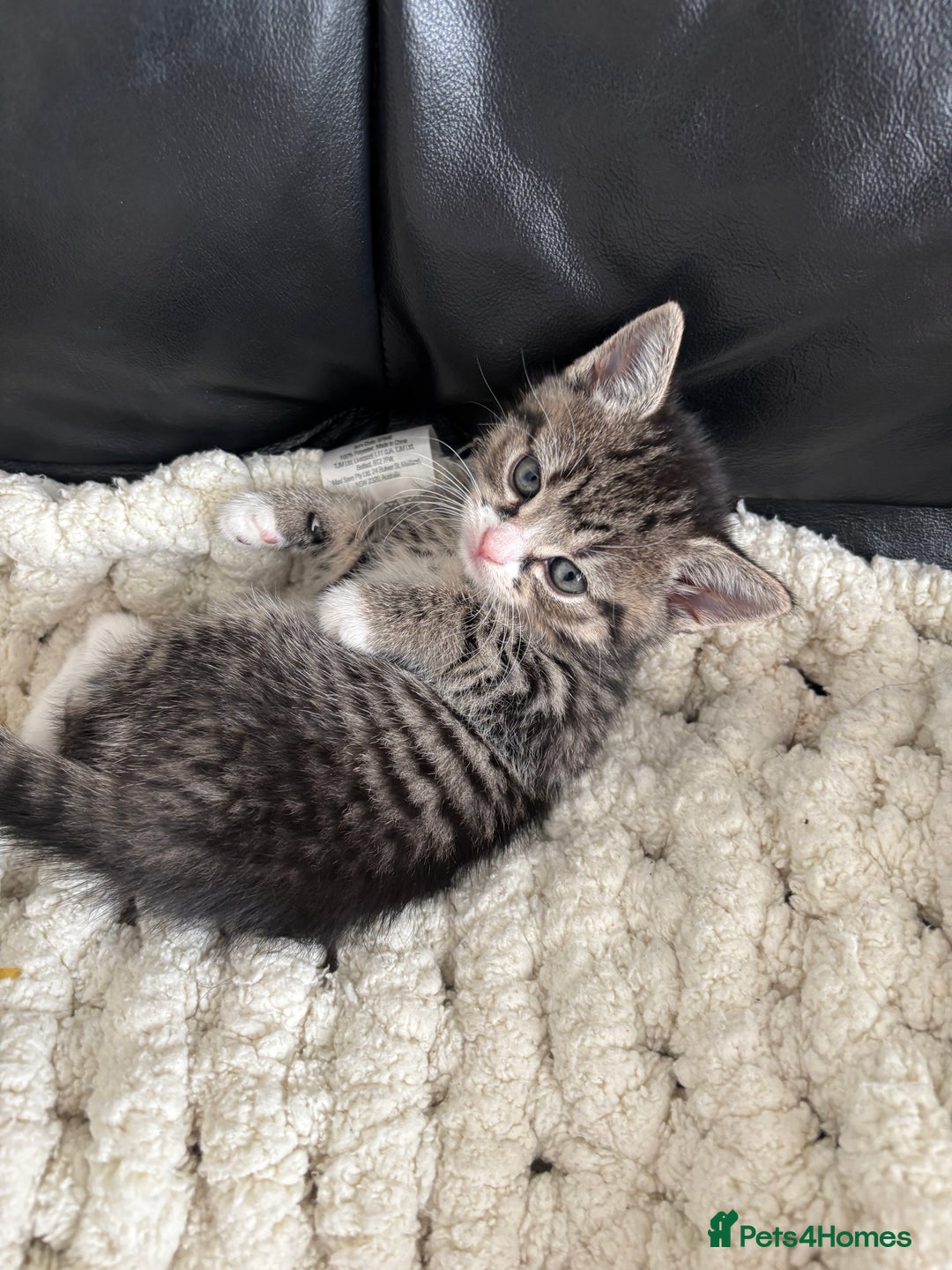 Domestic Shorthair cats for sale: 6 female kitten for sale - Image 9