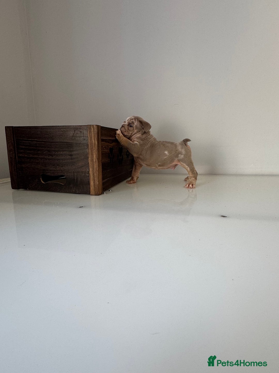 English Bulldog dogs for sale: 🏡 Ready to leave this Sunday 27.07.25 🏡 in Crawley - Image 22