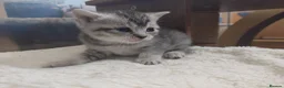 Mixed Breed cats for sale: British shorthair mixed kittens.  - Advert 11