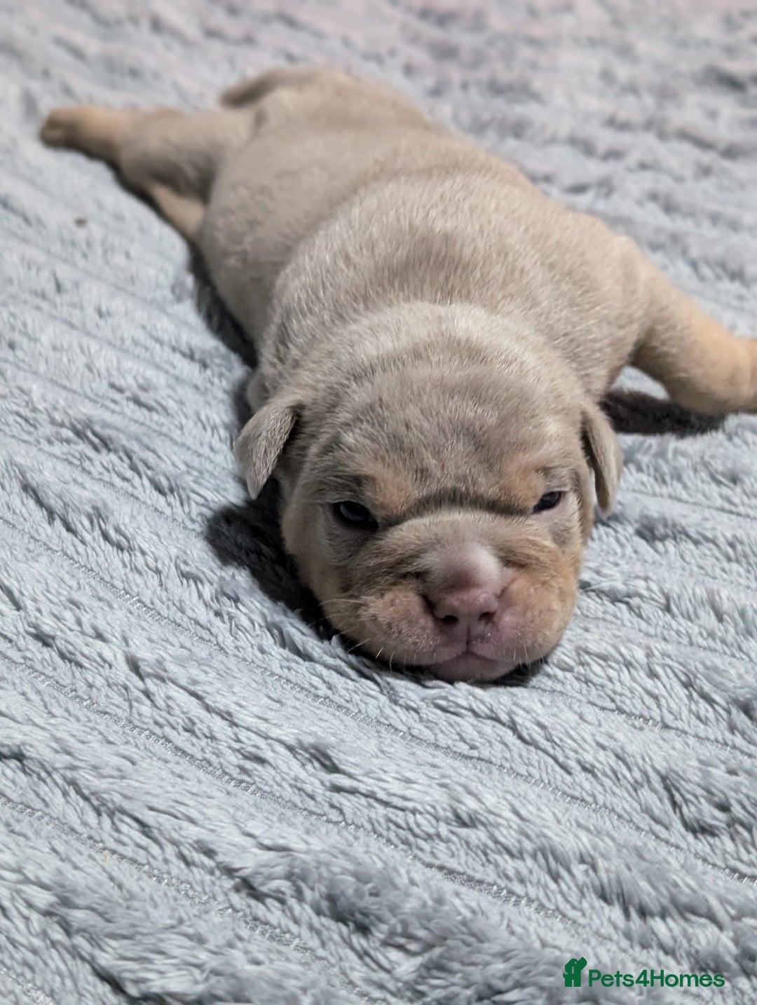 English Bulldog dogs for sale: Beautiful Litter Of New English Bulldog Puppies - Image 5
