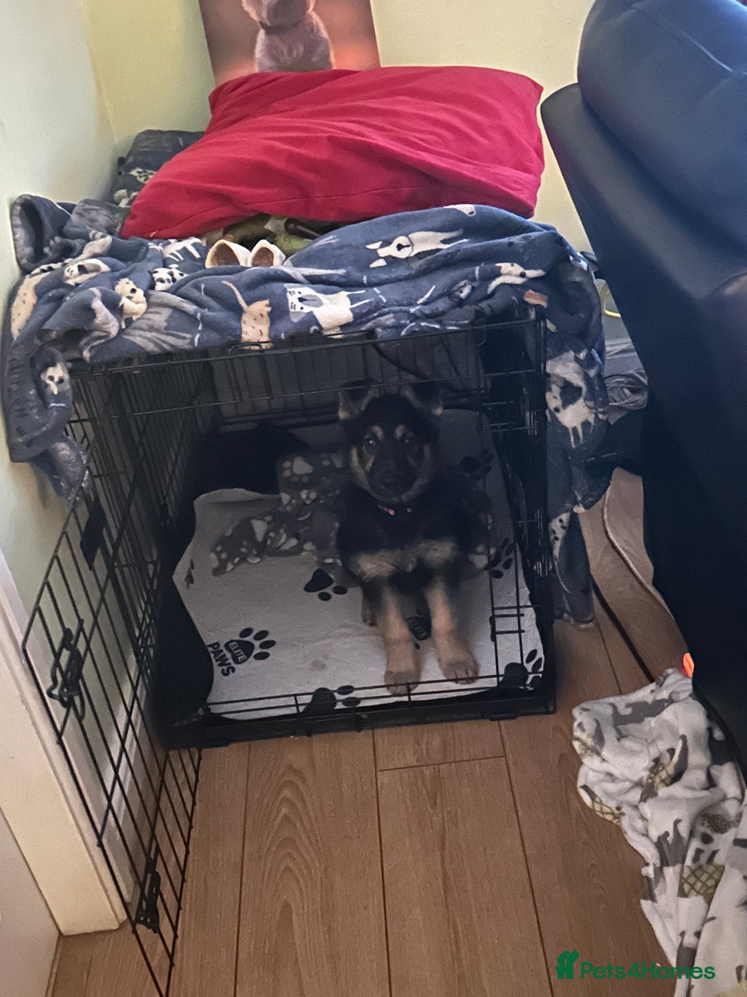 German Shepherd dogs for sale: 1 year old Female German Shepherd Puppy  - Image 2