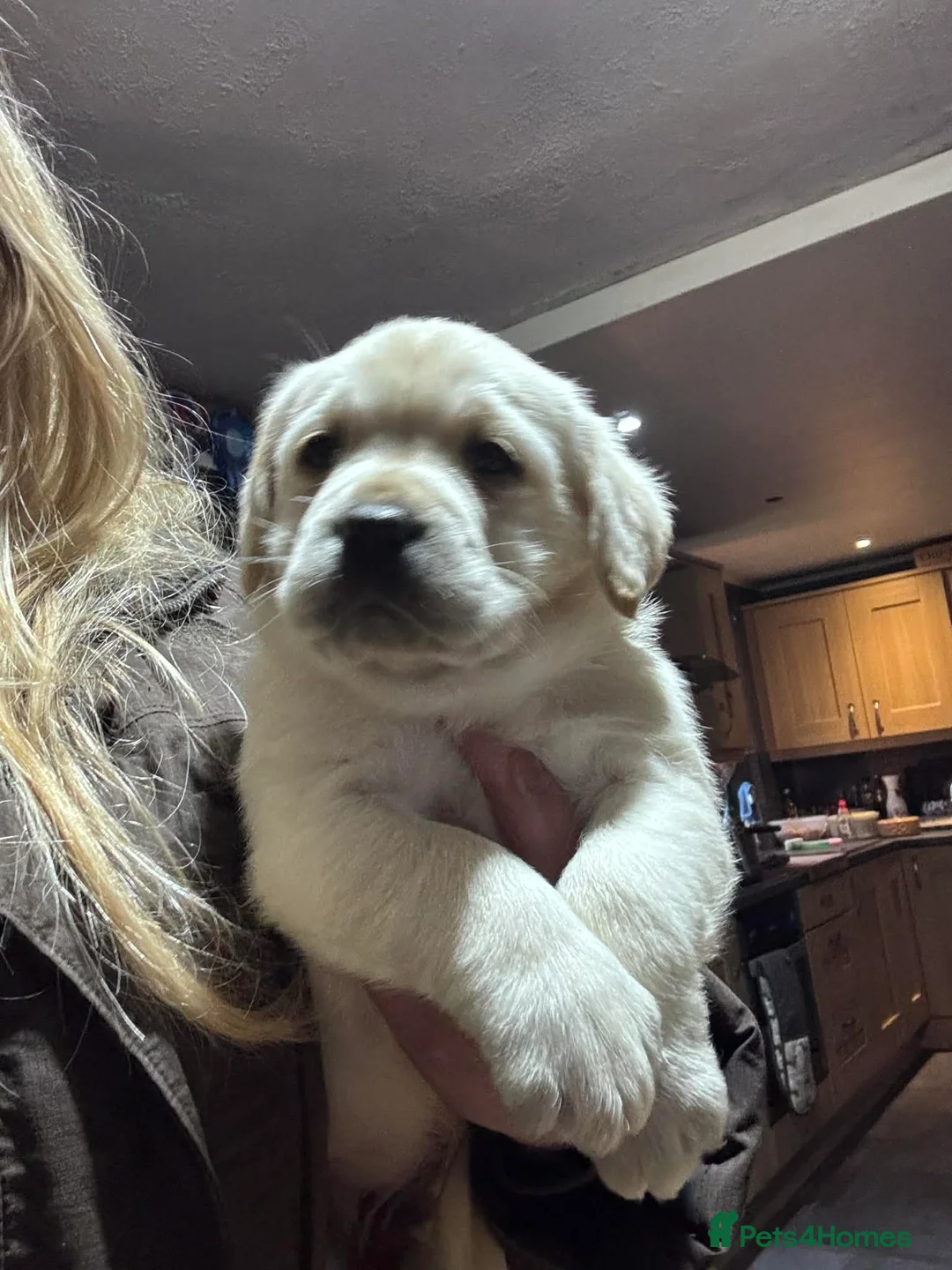 Labrador Retriever dogs for sale:  Kc reg Show type labrador puppies  - Advert 2