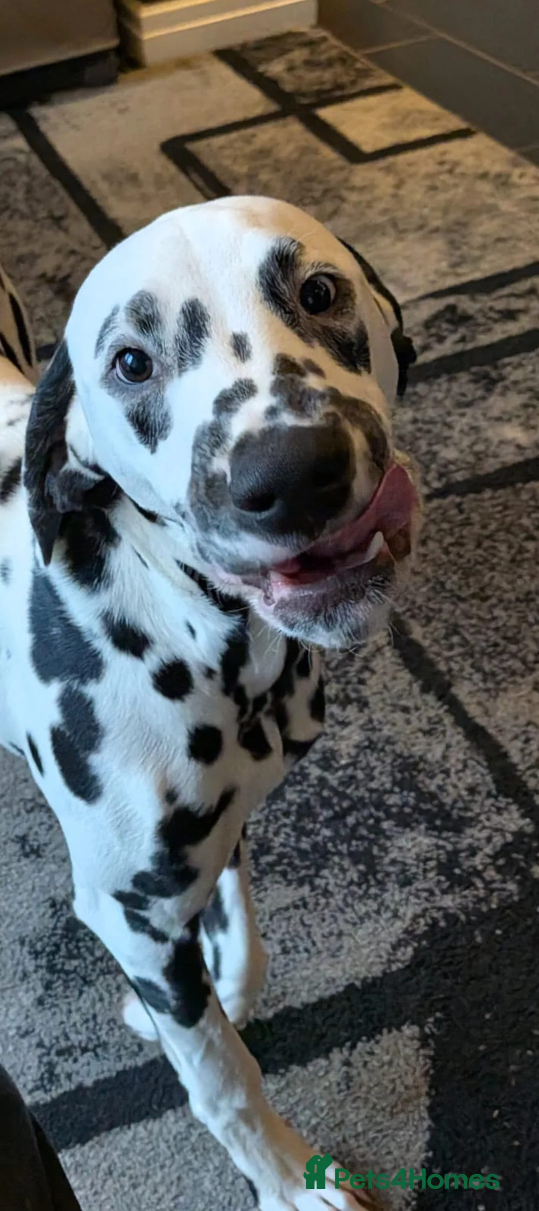 Dalmatian dogs for sale: 7 month old dalmatian  - Advert 2
