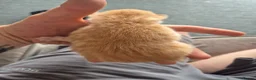 Mixed Breed cats for sale: 2 ginger male kittens in Ipswich - Advert 4