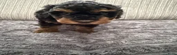 Schnoodle dogs for sale: **Ready to leave** Beautiful Schnoodle Pups  - Advert 11