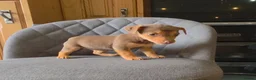 Jack Russell dogs for sale: Short Legged Jack Russell Puppies  - Advert 8